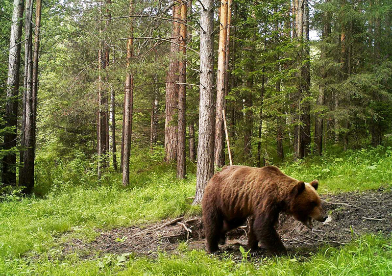 Бурый медведь в Валдайском заповеднике