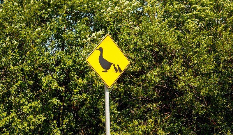 осторожно утки знак